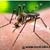 Quiz on Malaria