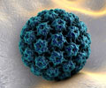 Test Your Knowledge on Human Papillomavirus (HPV)