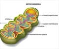 Know More About Mitochondria