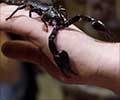 Test Your Knowledge on Scorpion Sting