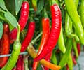 Do Chili Peppers Increase Obesity Risk?