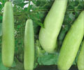 Nutritional Guard - Bottle Gourd