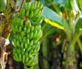 Medicinal Properties of the Banana Plant