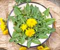 Health Benefits of Dandelion Plant