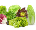 Health Benefits of Lettuce