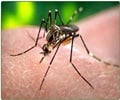 Malaria