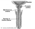 Structure of Male Urethra