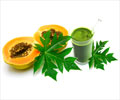Papaya Leaves Juice to Increase Platelets in Dengue