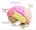 Language Areas in The Brain