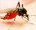 West Nile Virus