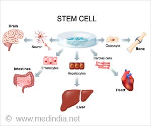 Discovery Of How Organs Form Helps Develop Future Therapy For Diabetes ...