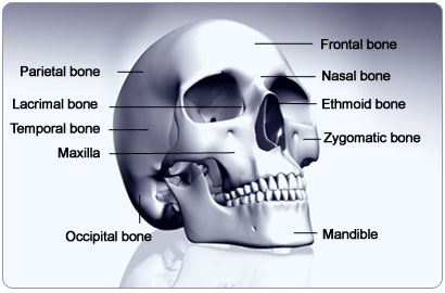 Facts about Skeletal System / Know your skeletal System ... a diagram of breastbone 