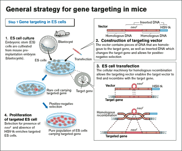 mice_gene1a.gif