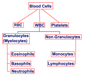 Acute Myeloid Leukemia-Causes-Symptoms-Diagnosis-Treatment-Prognosis-FAQs