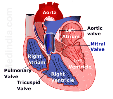 Understanding Heart valves