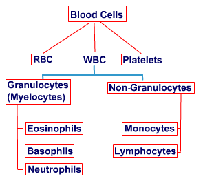 Chronic Myeloid Leukemia